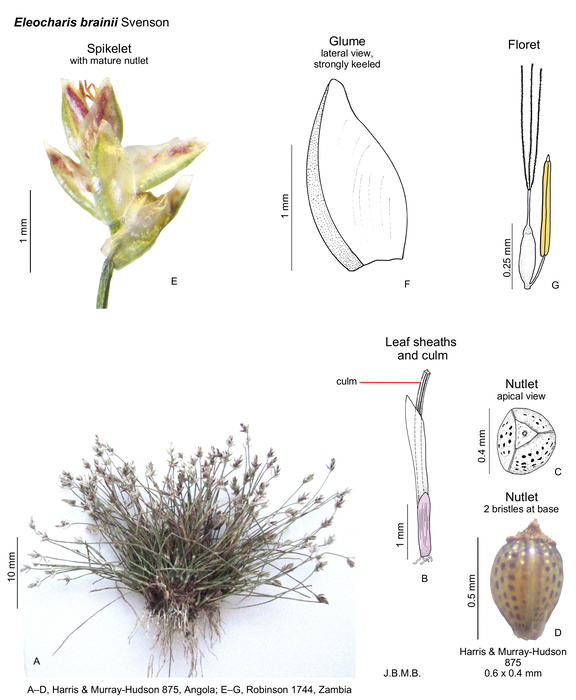 Eleocharis brainii
