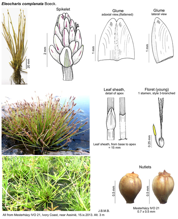Eleocharis complanata