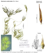 Eleocharis confervoides