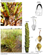 Eleocharis decoriglumis