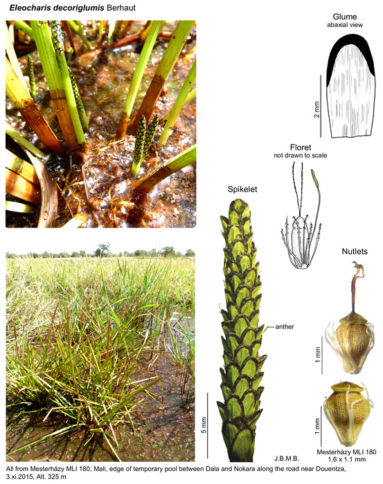 Eleocharis decoriglumis