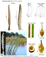 Eleocharis dulcis