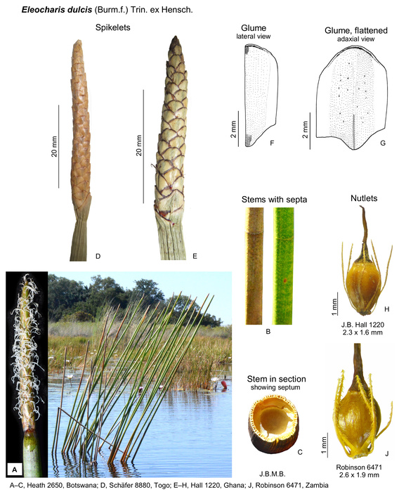 Eleocharis dulcis