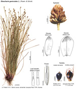 Eleocharis geniculata