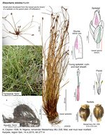 Eleocharis minima