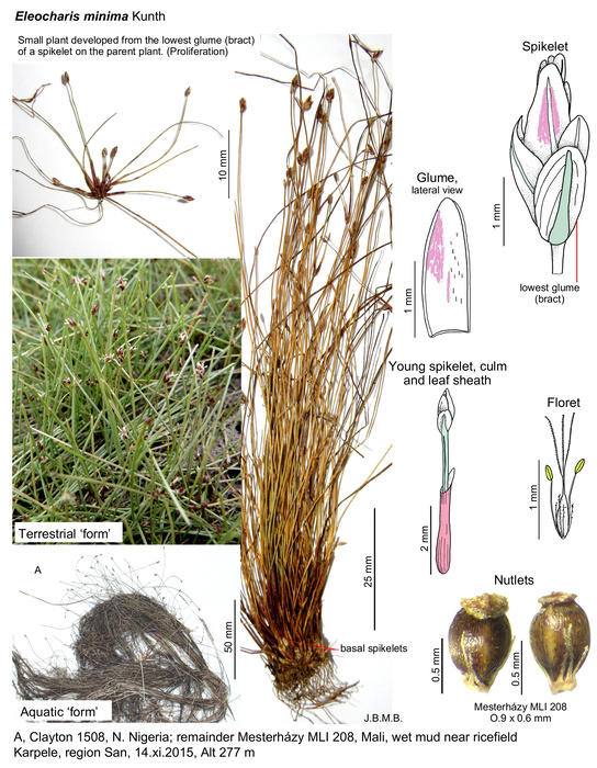 Eleocharis minima