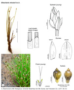 Eleocharis minuta