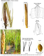 Eleocharis mutata