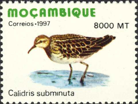 Calidris subminuta Calidris subminuta