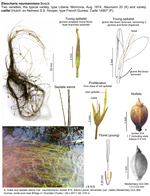 Eleocharis naumanniana