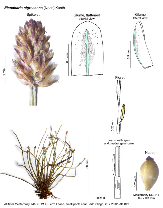 Eleocharis nigrescens