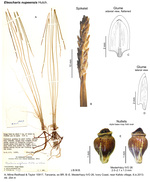 Eleocharis nupeensis