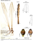 Eleocharis nupeensis