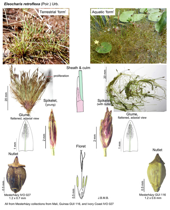 Eleocharis retroflexa