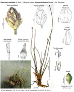 Eleocharis setifolia subsp. schweinfurthiana