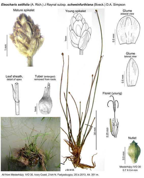 Eleocharis setifolia subsp. schweinfurthiana