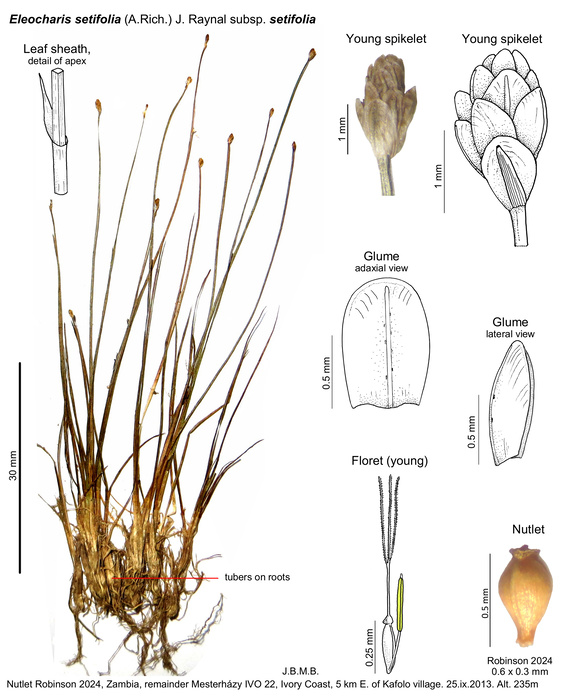 Eleocharis setifolia. subsp setifolia