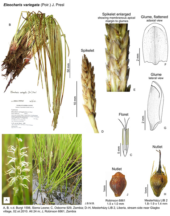 Eleocharis variegata