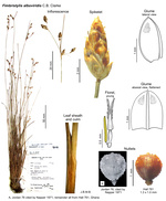 Fimbristylis alboviridis