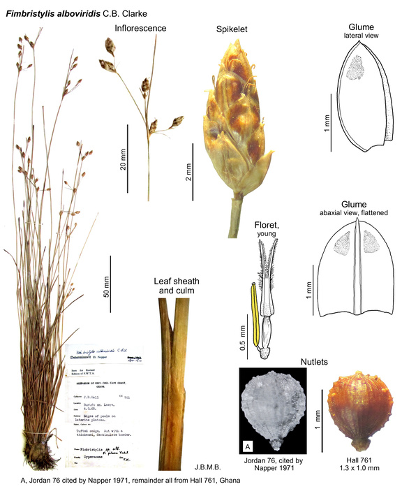 Fimbristylis alboviridis