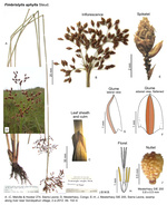 Fimbristylis aphylla