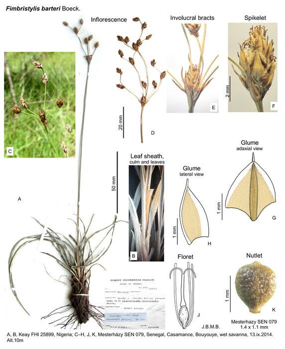Fimbristylis barteri