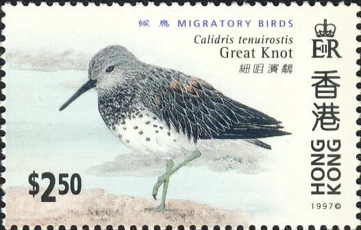 Calidris tenuirostris Calidris tenuirostris
