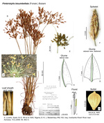 Fimbristylis bisumbellata
