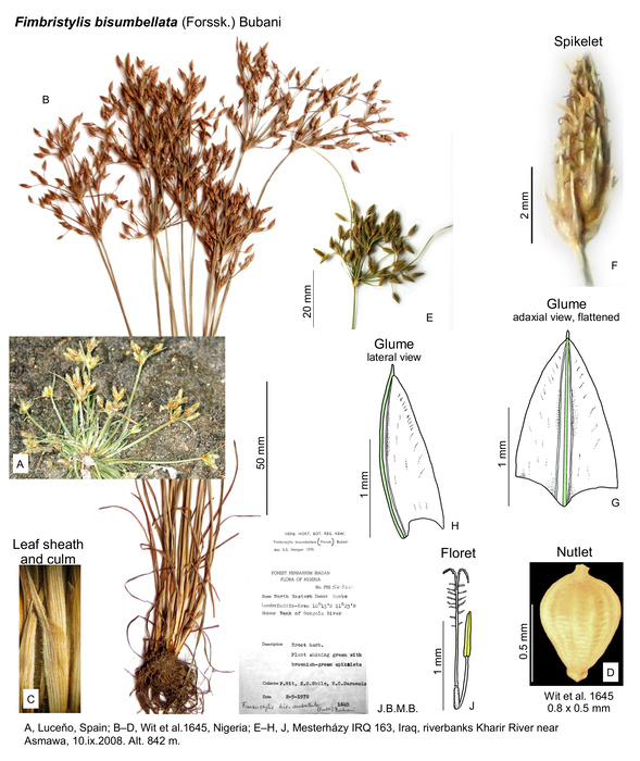 Fimbristylis bisumbellata