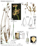 Fimbristylis complanata