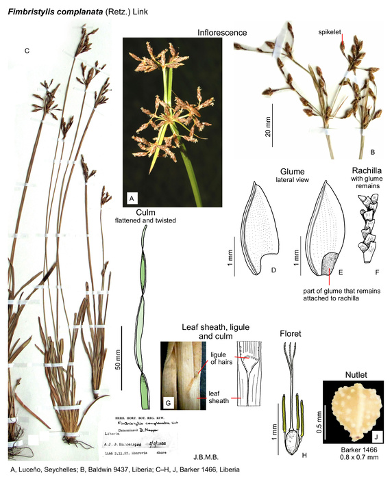 Fimbristylis complanata