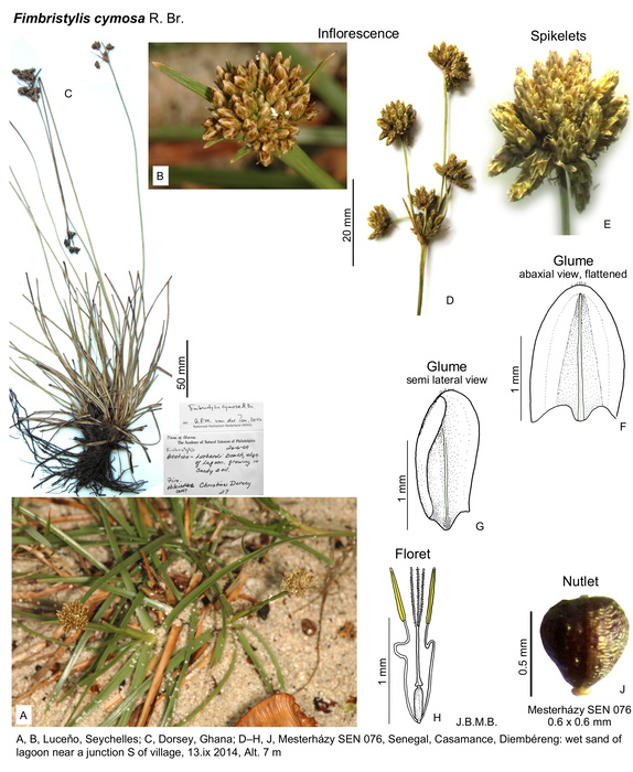 Fimbristylis cymosa