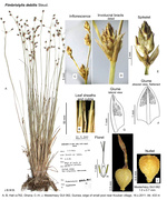 Fimbristylis debilis