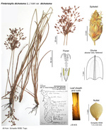 Fimbristylis dichotoma subsp. dichotoma