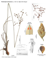 Fimbristylis dichotoma var. laxa