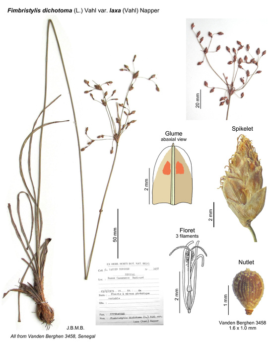 Fimbristylis dichotoma var. laxa