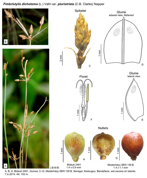 Fimbristylis dichotoma subsp. podocarpa (as Fimbristylis dichotoma var. pluristriata)