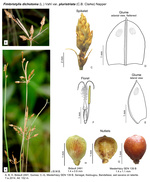 Fimbristylis dichotoma subsp. podocarpa (as Fimbristylis dichotoma var. pluristriata)