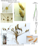 Fimbristylis dipsacea
