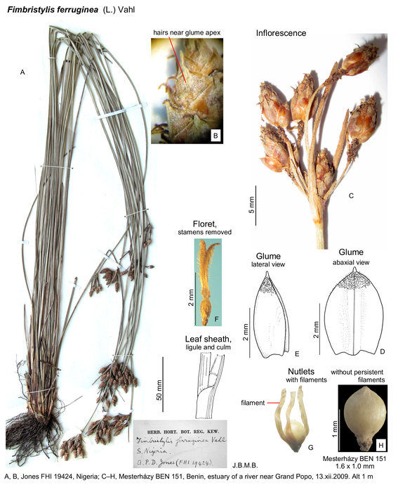 Fimbristylis ferruginea