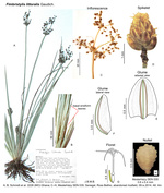 Fimbristylis littoralis 