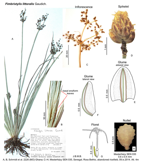 Fimbristylis littoralis 