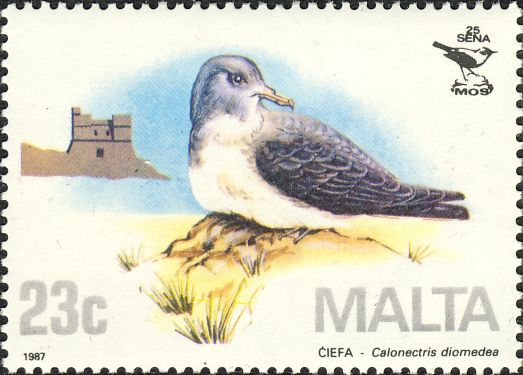 Calonectris diomedea Calonectris diomedea
