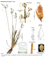Fimbristylis microcarya