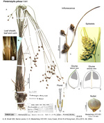 Fimbristylis pilosa