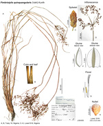 Fimbristylis quinquangularis