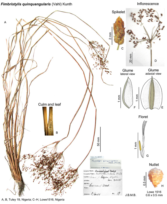 Fimbristylis quinquangularis