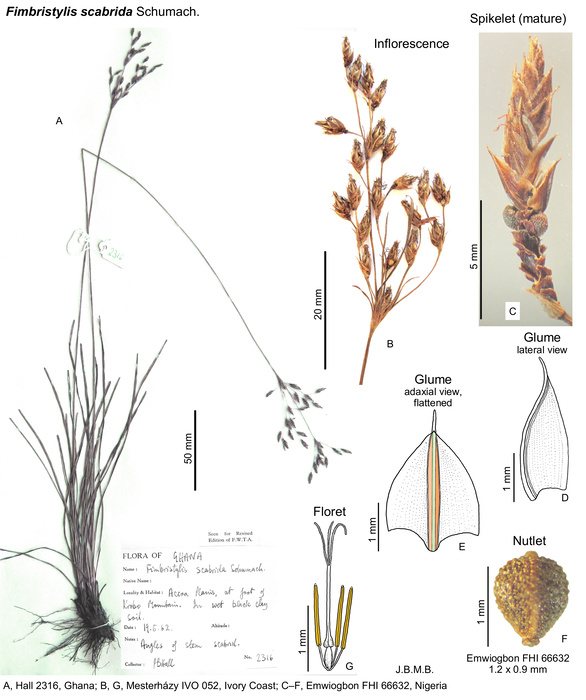 Fimbristylis scabrida