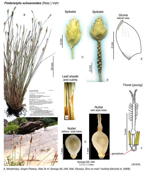 Fimbristylis schoenoides