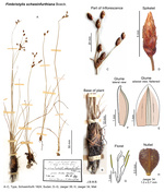Fimbristylis schweinfurthiana